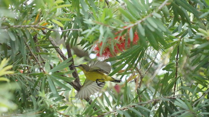 Olive-backed sunbird. 