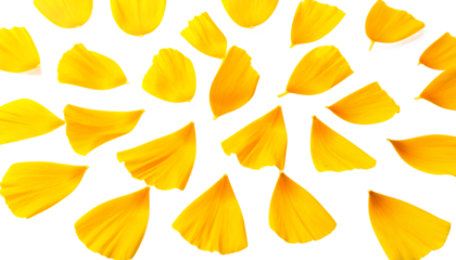 Vibrant yellow flower petals scattered across a clean white background, creating a cheerful and delicate abstract pattern