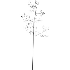Stylized Line Art of a Tree Branch with Sparse Leaves and Minimalist Black and White Design on a White Background