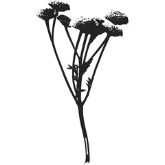 Silhouette of a Delicate Tansy Flower Stem with Small Clusters of Blossoms on a Transparent Background