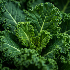 Detailed close-up shot of the vibrant, dark green, ruffled leaves of kale growing in a garden or farm.