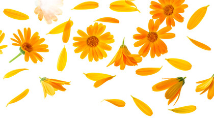 Vibrant orange calendula blossoms and delicate petals scattered on white, showcasing natural beauty, freshness, and the cheerful essence of blooming botanicals for spring themes