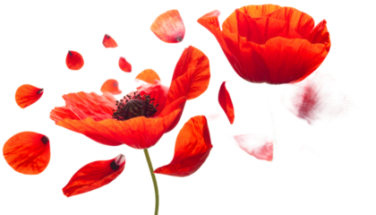 Vibrant Red Poppies Bloom and Petals Dance in a Captivating Display of Natural Beauty and Fragility