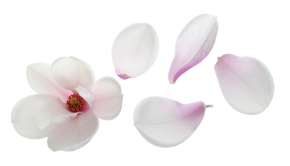 Delicate pink and white magnolia flower in full bloom with scattered petals, isolated on a clean white background, showcasing natural beauty, freshness, and spring elegance