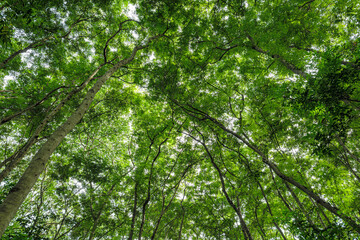 Bottom-up view beautiful green forest. sunrise in a spring  forest with bright young foliage glowing in the rays of the sun and shadows from tree