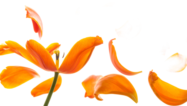 Tulip in Bloom Orange Petals Dance in the Air, Capturing Fleeting Beauty - Powered by Adobe