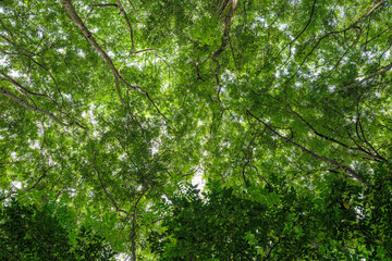 Bottom-up view beautiful green forest. sunrise in a spring  forest with bright young foliage glowing in the rays of the sun and shadows from tree