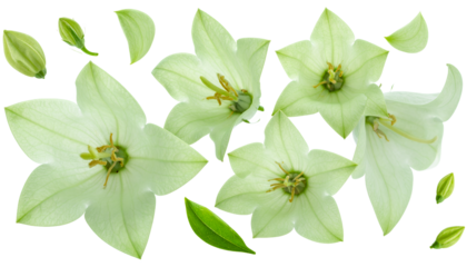 A beautiful composition of delicate light green star-shaped flowers with petals, buds, and leaves isolated on a white background