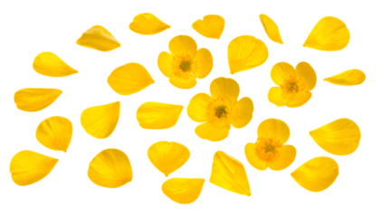 Buttercup Flowers and Petals Scattered on a White Background