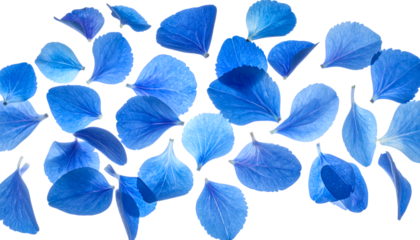 A scattering of vivid blue petals against a clean white background, creating a delicate and airy aesthetic