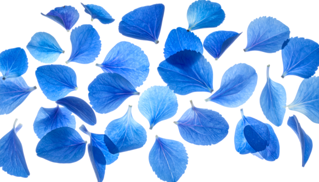 A scattering of vivid blue petals against a clean white background, creating a delicate and airy aesthetic