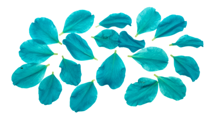 Turquoise Petals Composition Fresh Aesthetic Design Element