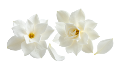 Graceful White Gardenias Close-Up of Delicate Petals and Soft Light for Serene Floral Beauty