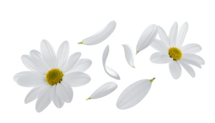 Delicate white daisy petals scattered around a central flower on a clean white background, symbolizing spring and new beginnings