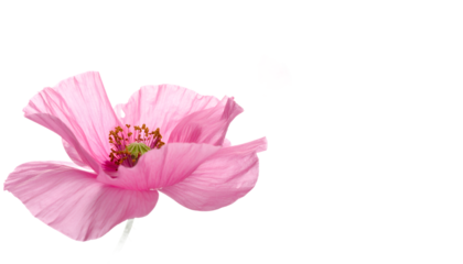 Close-up of a stunning pink poppy on white, highlighting its delicate texture and vibrant hue, symbolizing natural elegance and freshness in a minimalist studio setting