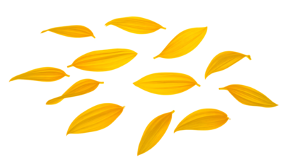 Sunflower Petals Floating on White Background