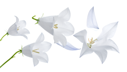A delicate composition of white campanula flowers shown in fine detail, including a deconstructed bloom revealing its petals and stamen, isolated on a white background