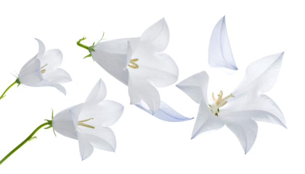 A delicate composition of white campanula flowers shown in fine detail, including a deconstructed bloom revealing its petals and stamen, isolated on a white background