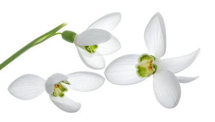 Fototapeta premium Three pristine white snowdrop flowers bloom delicately against a bright, clean background, signifying early spring's arrival, hope, and natural renewal