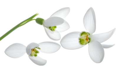 Three pristine white snowdrop flowers bloom delicately against a bright, clean background, signifying early spring's arrival, hope, and natural renewal