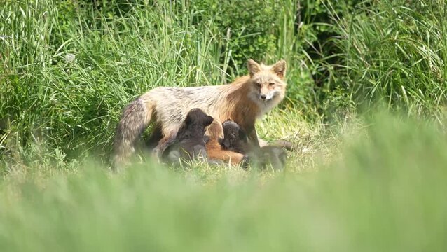 A red fox feeds her kits in spring.  Some of their coats are melanistic versions of the red fox