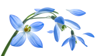 Delicate blue snowdrop flowers with floating petals isolated on a pure white background, a symbol of early spring