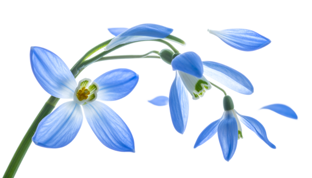 Delicate blue snowdrop flowers with floating petals isolated on a pure white background, a symbol of early spring