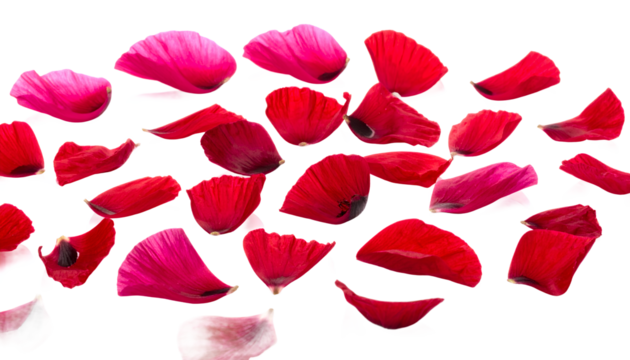 Vibrant red and pink poppy petals scattered across a clean white background, creating a delicate and artistic floral arrangement