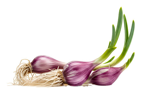 Fresh spring garlic bulbs with vibrant green shoots, ideal for culinary creations and adding a zesty flavor to gourmet dishes, seasonal cooking, and healthy recipes