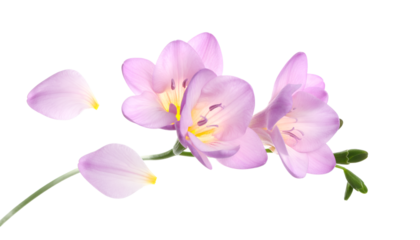 A beautiful branch of blooming purple freesia flowers with delicate detached petals, isolated on a pure white background for a clean floral concept