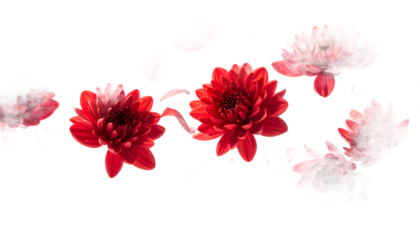 Elegant red chrysanthemum flowers with an artistic smoky trail effect, isolated on a pristine white background for a minimalist concept