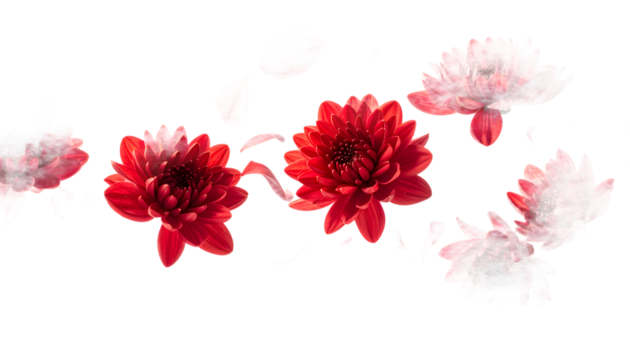 Elegant red chrysanthemum flowers with an artistic smoky trail effect, isolated on a pristine white background for a minimalist concept