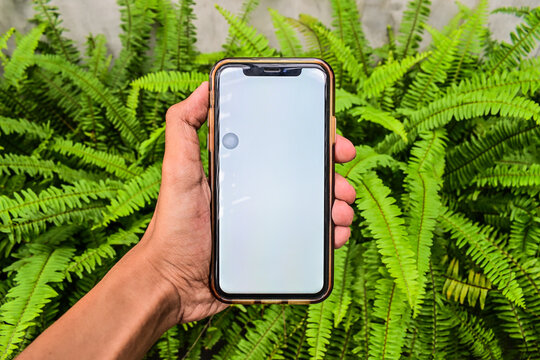 Smartphone with a blank screen holding by hand on a Boston forn (Nephrolepis exaltata) background. asian, men, man, male. white. green leaves. close up view.