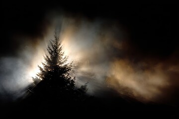 Silhouetted Christmas tree against a smoky backdrop, illuminated by soft, warm lights, creating a dramatic and cinematic atmosphere with rich shadows