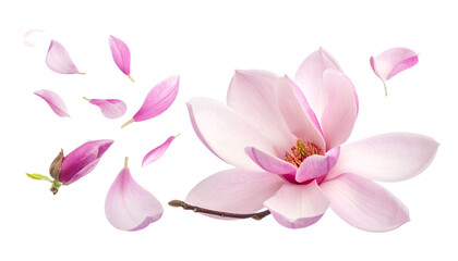 Naklejka premium Elegant Pink Magnolia Blossom and Petals Isolated on White Background
