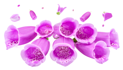 A stunning close-up of vibrant pink foxglove flowers, also known as Digitalis, beautifully arranged with floating petals isolated on a pure white background