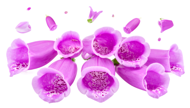 A stunning close-up of vibrant pink foxglove flowers, also known as Digitalis, beautifully arranged with floating petals isolated on a pure white background