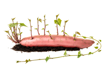 Sweet potato sprouting new growth and leaves, symbolizing new beginnings and healthy food, ideal for gardening, farming, and plant-based diet themes