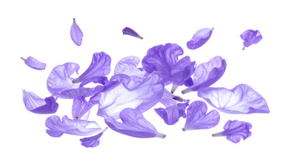 Delicate Purple Jacaranda Flower Petals A Whimsical Floral Display