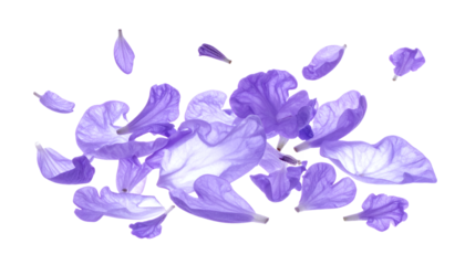 Delicate Purple Jacaranda Flower Petals A Whimsical Floral Display