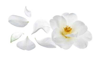 Elegant white camellia flower with scattered petals on a clean white background, symbolizing purity and grace