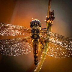Dragonfly Adorned with Dewdrops Perched on a Stem in Golden Light.