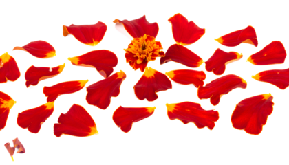 A whimsical scattering of vibrant red flower petals and a single bloom against a clean white background