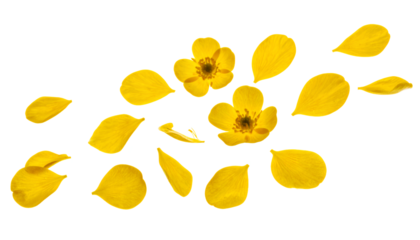 Yellow flower and petal composition reminiscent of spring or summer beauty