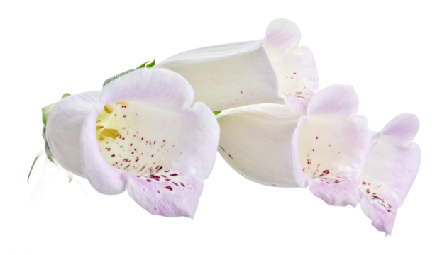 White Foxglove Blossoms A Floral Close-Up of Digitalis Alba Flowers