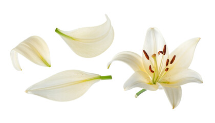Elegant White Lily Flower with Floating Petals on a Clean Background