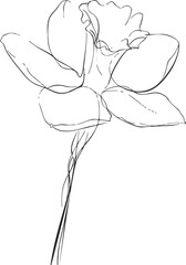 Flower continuous line drawing sketch, hand drawn minimalist single stem with open petals. Vector illustration