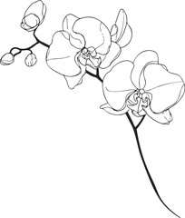Orchid flower sketch, hand drawn line art with detailed petals and stem. Vector illustration