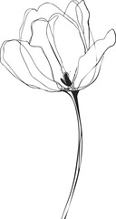 Flower single line sketch, hand drawn minimalist tulip with delicate curved petals. Vector illustration