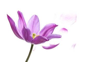 A solitary purple flower, with its graceful petals softly detaching and drifting in a tranquil dance against a pure white backdrop, symbolizing natural change and ephemeral beauty